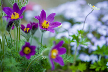 Fototapeta premium Purple Pasqueflower, Pulsatilla vulgaris close up.