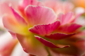 Ranunculus flower macro. Close up of ranunculus asiaticus flower petals.