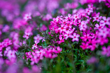 Vibrant pink blooming creeping phlox in a rockery garden setting.  Magenta, hot pink phlox carpet close up.
