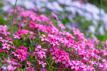 Vibrant pink blooming creeping phlox in a rockery garden setting.  Magenta, hot pink phlox carpet close up.