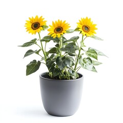 Obraz premium Trio of Sunflowers: Vibrant sunflowers bask in sunlight, their cheerful faces radiating warmth and positivity, adding a touch of natural beauty to any space.
