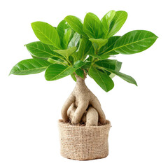 Bonsai tree with vibrant green leaves in textured pot, representing nature, tranquility, and interior décor for homes and offices, showcasing natural beauty
