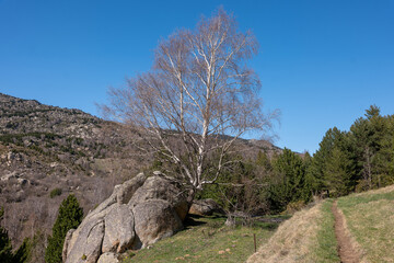 trees in the mountains