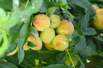 few Sweet peach fruits growing on a peach tree branch, Close up of ripe peach fruits  of the variety 