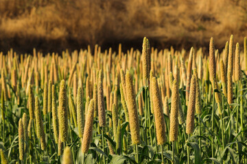 Pear millet or bajra in garden. Pearl millet, also known as Bajra. Ripped Bajra (millet) pearl in the field. crop of pearl millet. It is one of the oldest cultivated grains. It is widely consumed crop