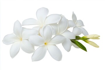 Fototapeta premium Elegant white flowers arranged beautifully, showcasing delicate petals and green leaves