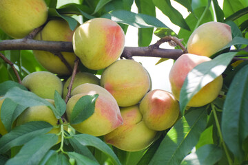 few Sweet peach fruits growing on a peach tree branch, Close up of ripe peach fruits  of the variety 