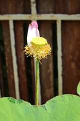 The pink lotus is considered a symbol of purity, love, and spiritual awakening in many cultures, particularly in Buddhism.