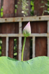 The pink lotus is considered a symbol of purity, love, and spiritual awakening in many cultures, particularly in Buddhism.