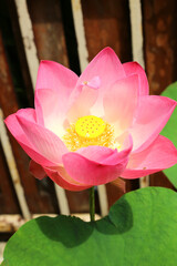 The pink lotus is considered a symbol of purity, love, and spiritual awakening in many cultures, particularly in Buddhism.