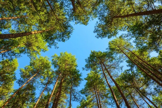 Lush pine forest canopy reaching towards a clear blue sky