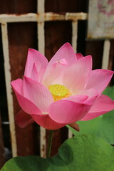 The pink lotus is considered a symbol of purity, love, and spiritual awakening in many cultures, particularly in Buddhism.