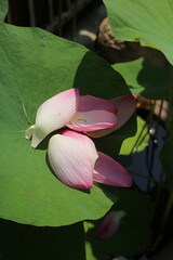 The pink lotus is considered a symbol of purity, love, and spiritual awakening in many cultures, particularly in Buddhism.