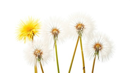 Obraz premium Delicate Dandelion Blossoms Against a Pristine White Background
