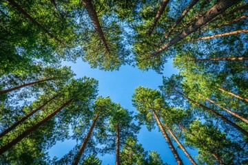 Obraz premium Lush forest canopy reaching up to a vibrant blue sky