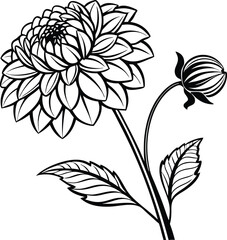 Dahlia or Dalia flower and leaf in black isolated on white background.