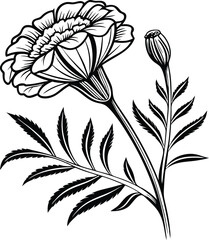 Marigold flower isolated on white background. Blossom meadow flowers ink stile.