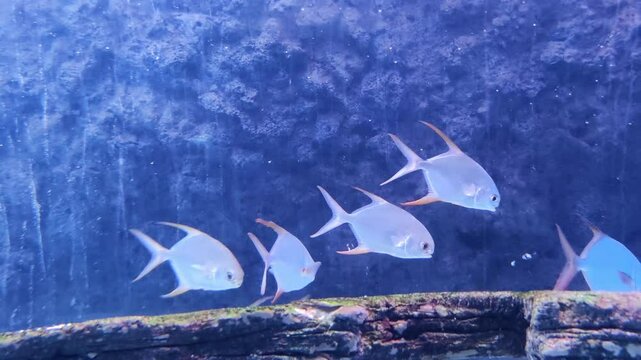 Silver fish swim in ocean water near rocky life habitat creating peaceful underwater marine scene full of natural beauty