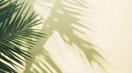 Fototapeta premium Palm leaf shadows on a pale wall.