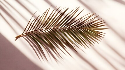 Fototapeta premium Elegant palm leaf with dramatic shadows on a light surface.