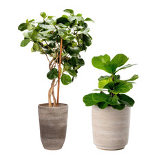 Stylish indoor plants in modern ceramic pots enhancing home decor, featuring a vibrant fiddle leaf fig and a lush rubber tree plant for elegant interiors