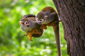 Two common squirrel monkeys cling closely to a tree trunk, perched on a thin branch in a lush green forest.