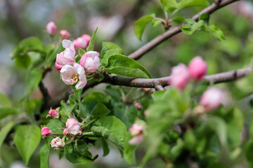 Apple blossom in spring garden. White flowers and pink buds on a tree branch