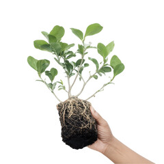 Hand Holding Healthy Green Plant with Roots Growing in Soil, Symbolizing Nature, Growth, and Sustainability in Gardening and Agriculture Practices