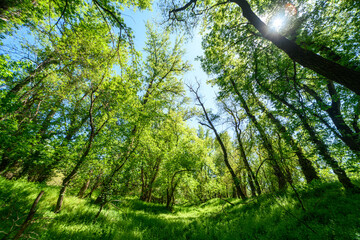 Fototapeta premium Beautiful spring landscapes in green forest with bright sunlight shining through leaves of trees onto grass.
