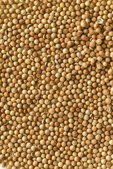 SEMILLAS DE CILANTRO (Coriandrum Sativum)
