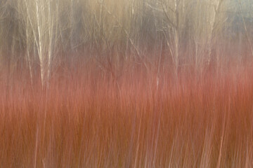ABSTRACCIÓN DE UNA PLANTACION DE MIMBRE (Salix Viminalis)