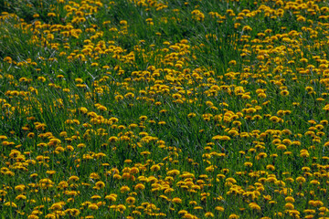 A Vibrant Field of Dandelions Bathed in Bright Sunlight, Radiating Joy and Colorful Beauty