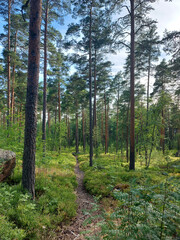 pine forest in the morning