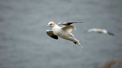 Northern gannets soaring above the cliffs