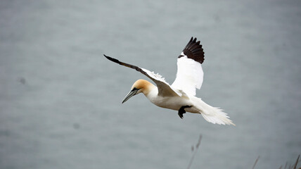Northern gannets soaring above the cliffs