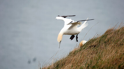 Northern gannets soaring above the cliffs