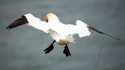 Northern gannets soaring above the cliffs