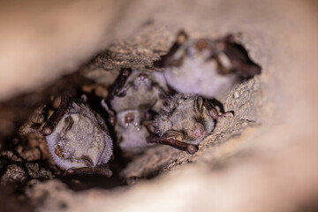 Close up group of strange animals Greater mouse-eared bats Myotis myotis hanging upside down in the hole of the cave and hibernating. Wildlife take.