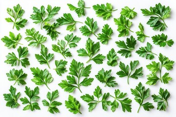 Fresh parsley leaves arranged neatly on a white background, showcasing a variety of shapes and sizes during food preparation