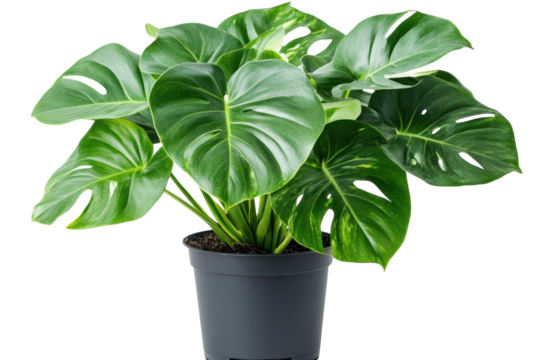 Lush Monstera deliciosa plant in a dark gray pot vibrant green leaves against a black on transparent background