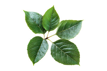 Fototapeta premium Fresh green leaves isolated on transparent background