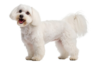 Adorable maltese dog with white fur standing on isolated black background