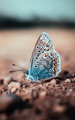 Fototapeta premium Butterfly on Ground