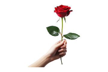 Left hand holding red rose isolated on transparent background