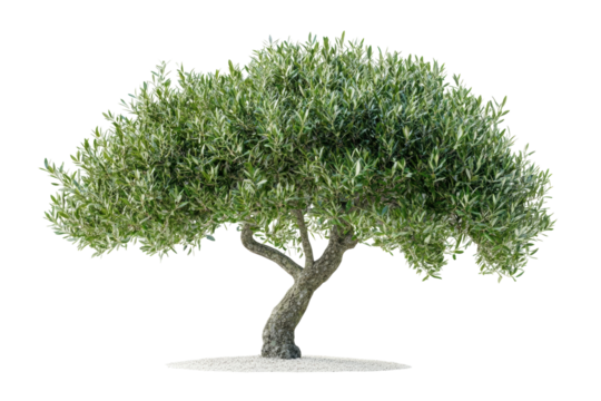 Serene olive tree isolated on black background showcasing lush green foliage and a uniquely on transparent background