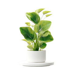 Lush green ornamental plant in modern white pot displayed on round white surface, showcasing vibrant leaves and elegant design in indoor setting