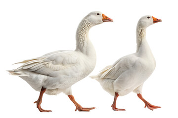 Two white geese isolated on black background walking together animals