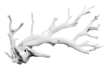 Old White Dead Tree Branch Isolated on Transparent Background
