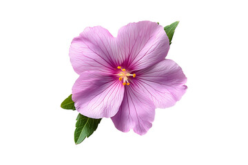 Pink portulaca flower isolated on transparent background