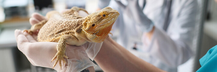 Closeup of unrecognizable gloved hands holding exotic pet in hands, Asian vet preparing vaccine in blurred background, header